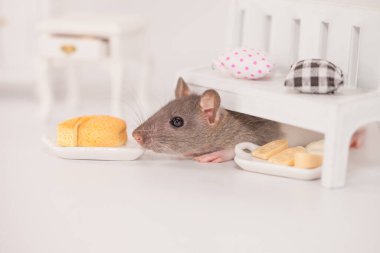 Virüs izolasyonu konsepti. Mobilyaların arasında beyaz bir odada sıçan. Evde bir dilim fareyle.