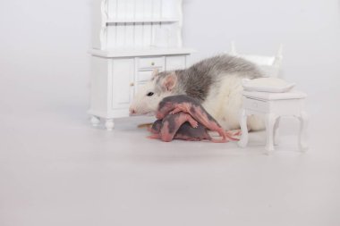 Virüs izolasyonu konsepti. Fare anne ve küçük kel çocukları beyaz bir odada mobilyalarıyla