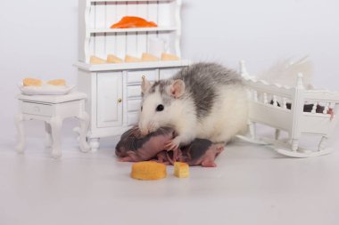 Virüs izolasyonu konsepti. Fare anne ve küçük kel çocukları beyaz bir odada mobilyalarıyla