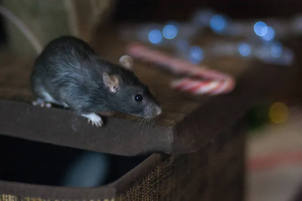 Isolatie Doet Het Zelf Concept Coveid Pandemische Preventiemaatregelen Rat Doos — Stockfoto