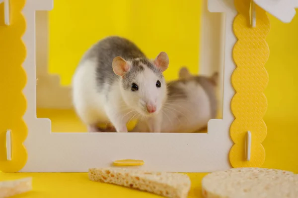 Concept Isolement Virus Les Rats Dans Maison Jaune Cachent — Photo