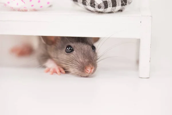 Concept Isolement Virus Rat Dans Une Pièce Blanche Parmi Les — Photo