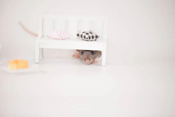Conceito Isolamento Vírus Rato Uma Sala Branca Entre Móveis Rato — Fotografia de Stock