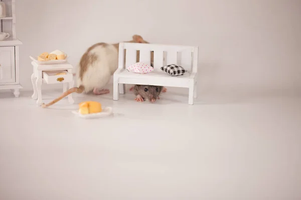 Virusisolatie concept. Rat in een witte kamer tussen de meubels. Rat thuis met een plakje — Stockfoto