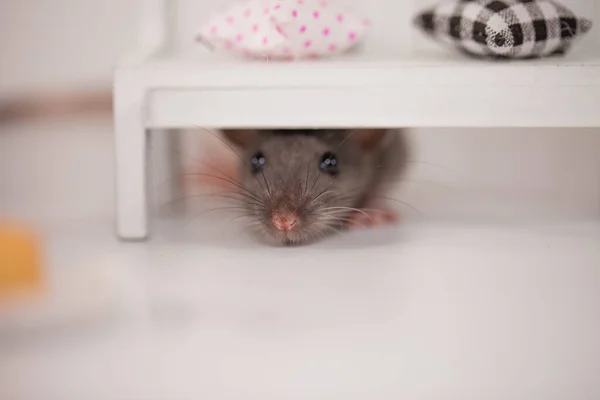 Konsep isolasi virus. Tikus di ruangan putih di antara perabotan. Tikus di rumah dengan sepotong — Stok Foto