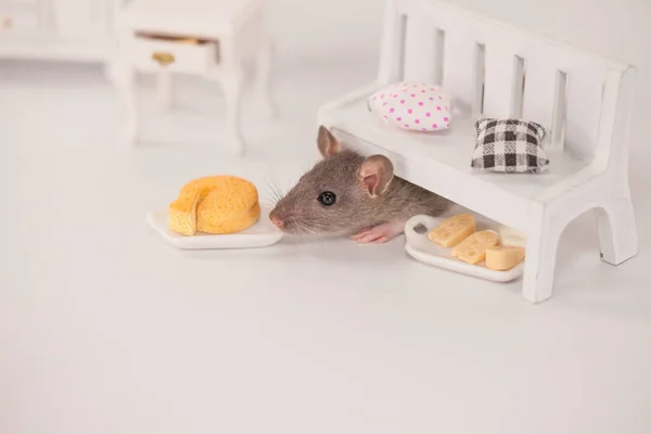 Konzept zur Isolierung von Viren. Ratte in einem weißen Raum zwischen den Möbeln. Ratte zu Hause mit einer Scheibe — Stockfoto