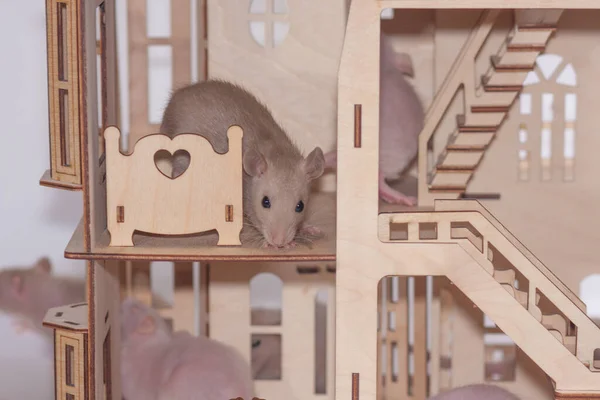 Virus isolation concept. Rat in a wooden house. Sits — Stock Photo, Image