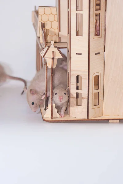 Concepto de aislamiento del virus. Rata en una casa de madera. Se sienta. —  Fotos de Stock
