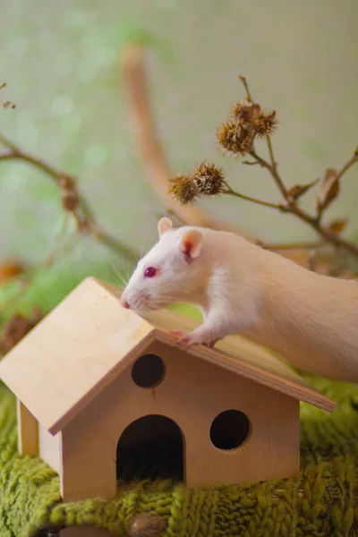 Concetto di isolamento del virus. Ratto in una casa di legno. Sedute — Foto Stock