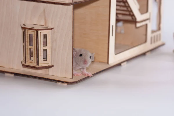 Konzept zur Isolierung von Viren. Ratte in einem Holzhaus. Sitzen — Stockfoto