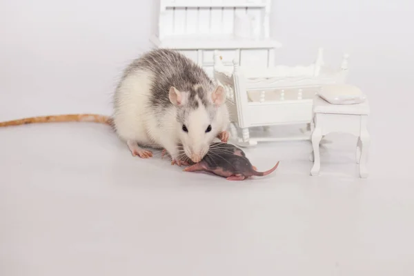 Conceito de isolamento de vírus. Rato mãe e seus pequenos filhos carecas em uma sala branca com móveis — Fotografia de Stock