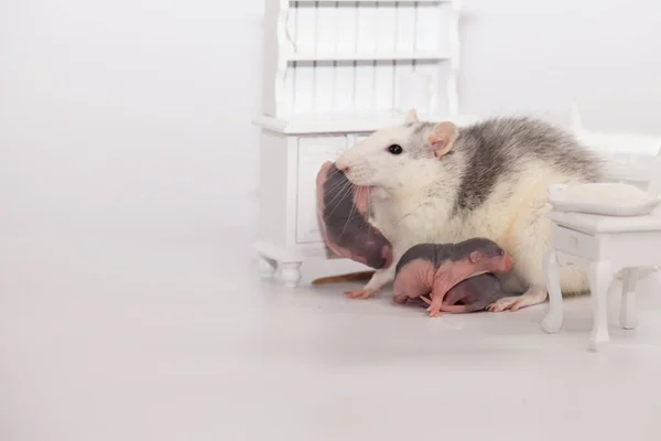 Konzept zur Isolierung von Viren. Rattenmutter und ihre kleinen Kinder mit Glatze in einem weißen Zimmer mit Möbeln — Stockfoto