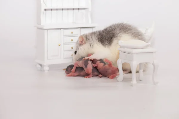 Concepto de aislamiento del virus. Rata mamá y sus pequeños niños calvos en una habitación blanca con muebles — Foto de Stock