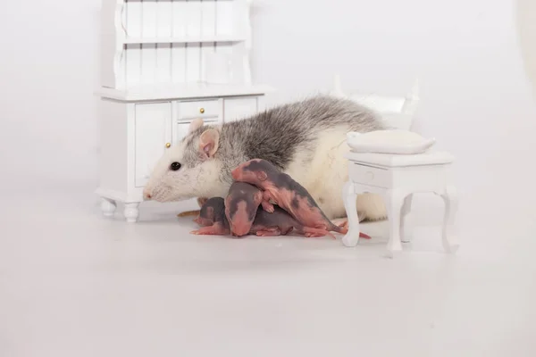 Концепция изоляции вируса. Крыса мама и ее маленькие лысые дети в белой комнате с мебелью — стоковое фото