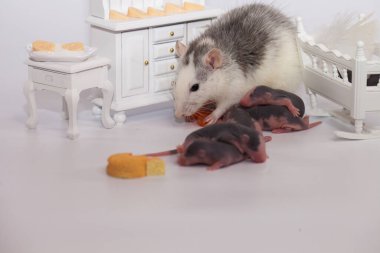 Virüs izolasyonu konsepti. Fare anne ve küçük kel çocukları beyaz bir odada mobilyalarıyla