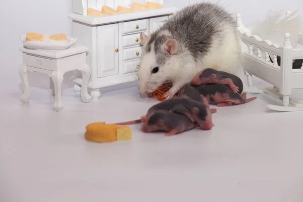 Virusisoleringskoncept. Råttan mamma och hennes små skalliga barn i ett vitt rum med möbler — Stockfoto