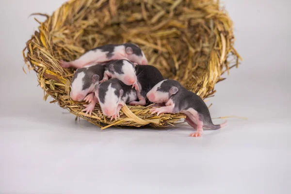 Virus Isolation Concept Rat Rat Nest Grass — Stock Photo, Image