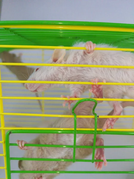 Självisolering Råttor Bur — Stockfoto