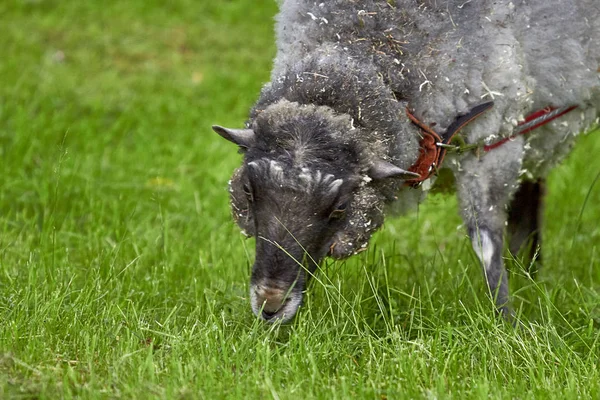 Grey lambs graze on green grass — Stock Photo, Image