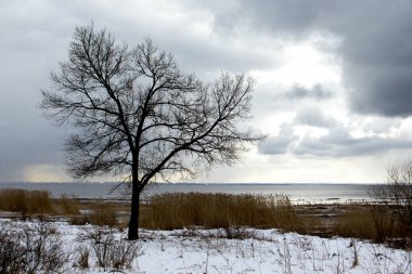 Kış gökyüzünde karşı dallı ağaç