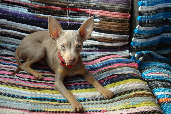 En liten hund är liggande på färgade filt — Stockfoto