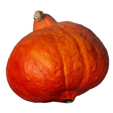 Beyaz arka plan üzerinde izole turuncu dokulu kabak