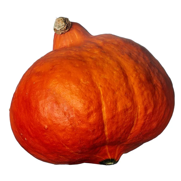 Beyaz arka plan üzerinde izole turuncu dokulu kabak