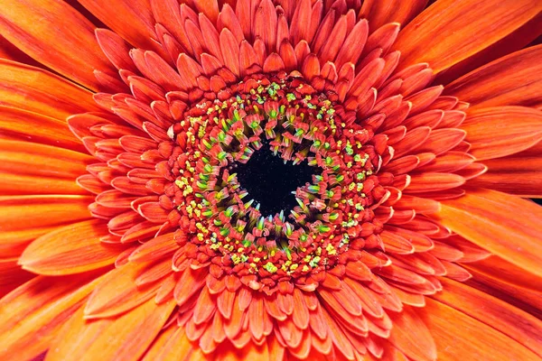 Orange flower macro — Stock Photo, Image