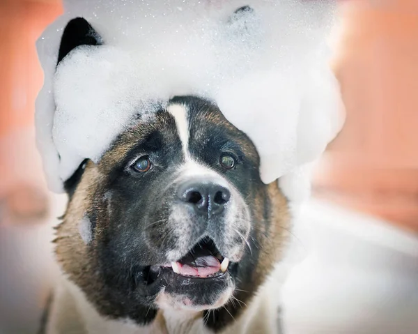  köpek bir duş alır. Köpük kafasına bir sürü