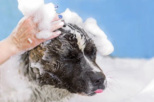 köpek yıkama, köpük. mavi arka plan. Metin için yer