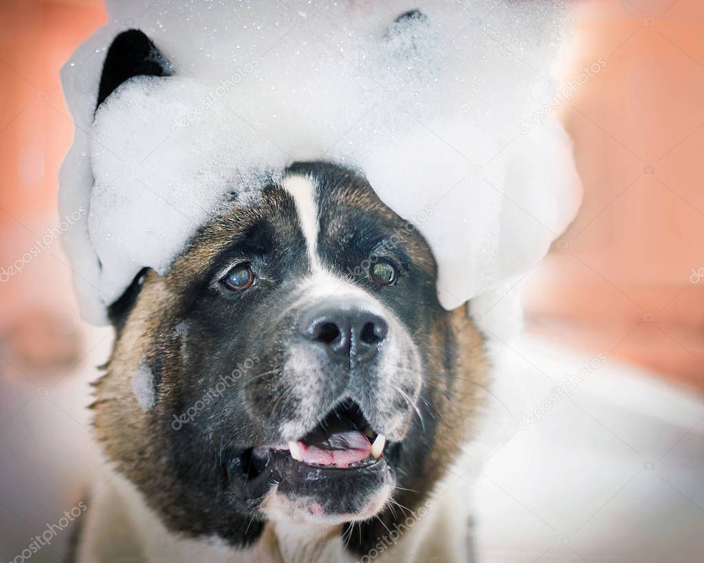  dog takes a shower. A lot of foam on the head