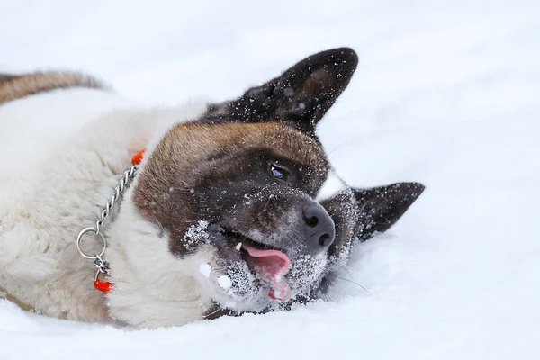 Head of the dog in the snow close-up — Stock Photo, Image
