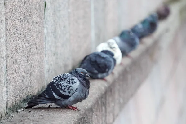 A lot of pigeons sitting in a row — Stock Photo, Image