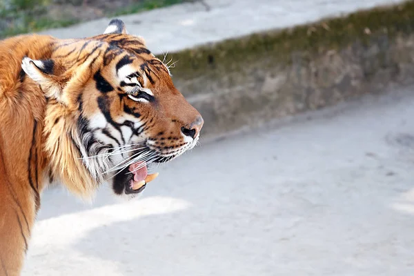 Tigre marche à travers la volière — Photo
