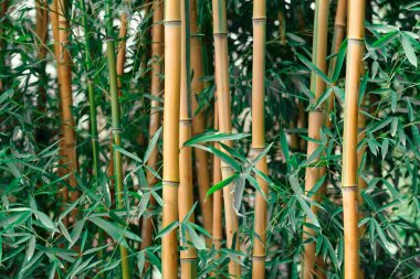 Taze yeşil dikim ve sarı bambu kurutulmuş. Bambu grove
