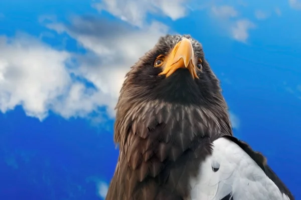 Portrait of an eagle against the sky with clouds — Stock Photo, Image