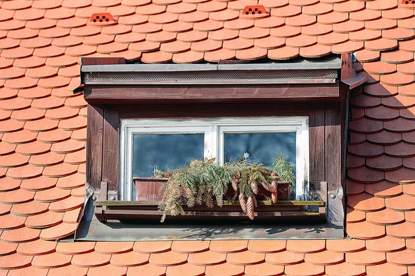 Röd bältros på taket med fönster — Stockfoto