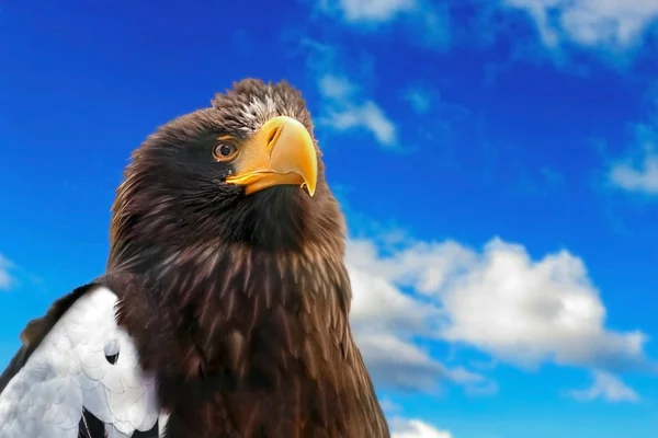 Bir kartal ile bulutlar gökyüzü karşı portresi — Stok fotoğraf