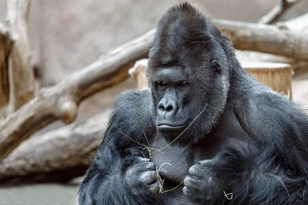 Porträtt av en arg gorilla — Stockfoto