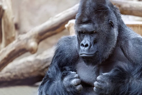 Portrét naštvaná gorila — Stock fotografie