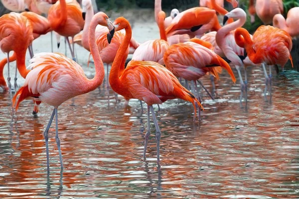 Kırmızı ve Pembe Flamingo su bir arka plan üzerinde. Boşaltmak için metin