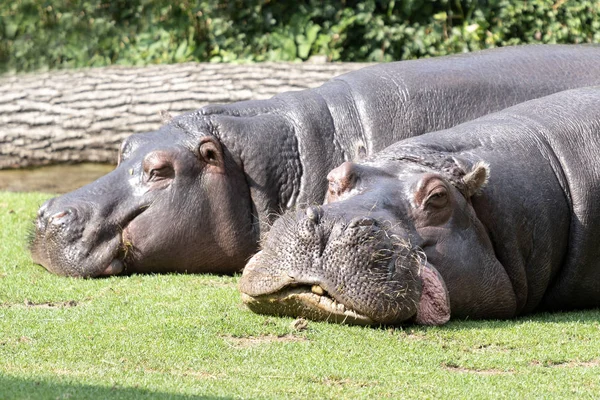 Dos hipopótamos yacen en el césped para descansar. el concepto de cuerpo positivo. de cerca — Foto de Stock