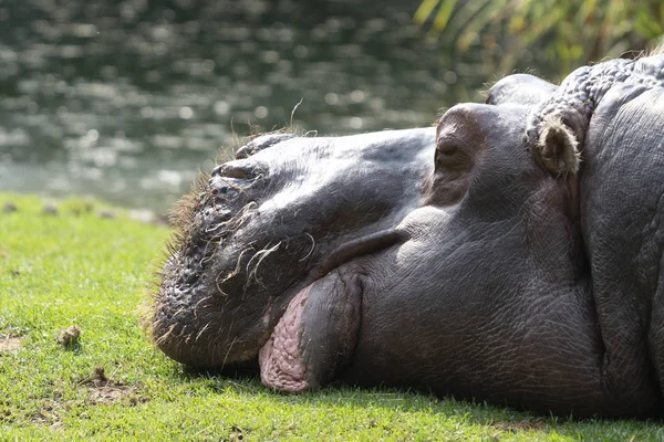 Sidovy porträtt av en vilande flodhäst. Porträtt av en söt flodhäst på grönt gräs. närbild. — Stockfoto