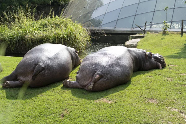 Dos hipopótamos yacen en el césped para descansar. el concepto de cuerpo positivo. de cerca — Foto de Stock