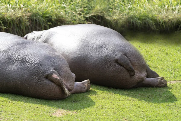 Dwóch hipopotamów leży na trawniku, by odpocząć. koncepcja ciała pozytywnego. zbliżenie — Zdjęcie stockowe