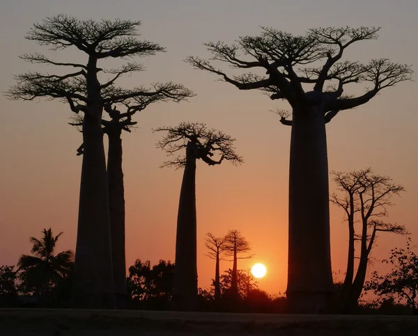 Gränden av Baobabs, Madagaskar — Stockfoto