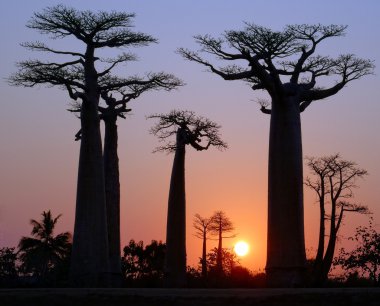 Madagaskar 'daki Baobab sokağı