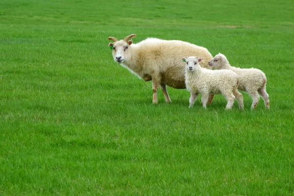 Pecore su un prato verde — Foto Stock