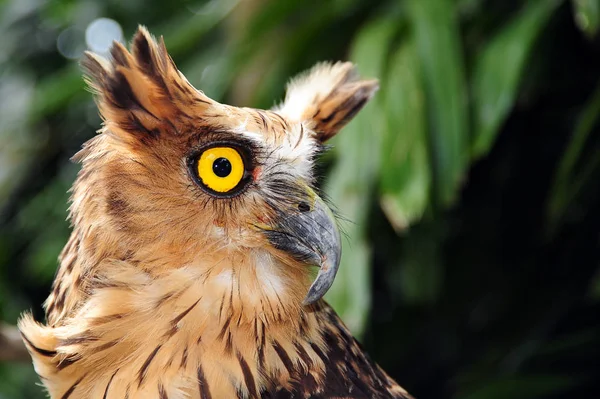 Baykuş portre üzerinde arka plan bulanık