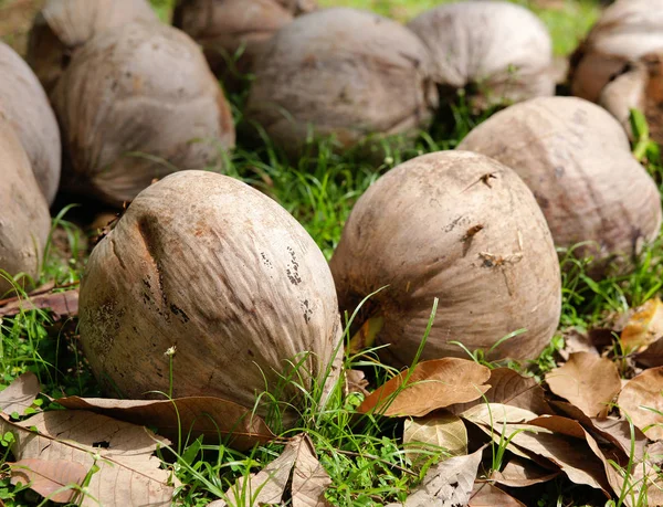 Hindistancevizi yere